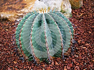 Cactus Ferocactus Glaucescens ,Glaucous Barrel cactus ,Ferokaktus sinewy ,Blue barrel cactus in family Cactaceae