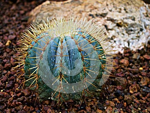 Cactus Ferocactus Glaucescens ,Glaucous Barrel cactus ,Ferokaktus sinewy ,Blue barrel cactus in family Cactaceae photo