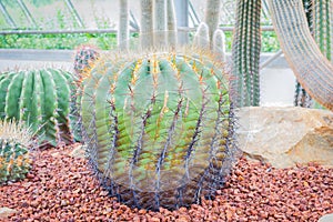 Cactus - Ferocactus hybrid (Cactaceae).