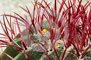 Cactus Ferocactus pilosus with yellow buds close up.