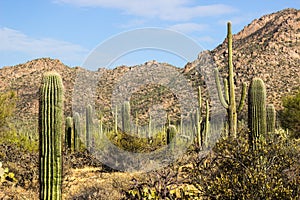 Cactus Field In Arizona Desert