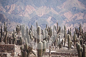 Cactus field in colourful mountain area