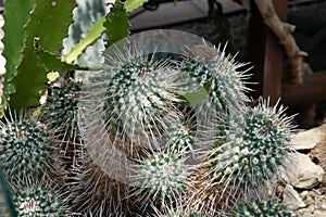 Cactus field in Mexico City.