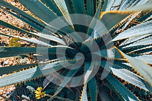 Cactus field in Mexico City.