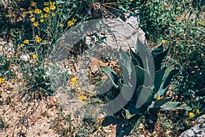 Cactus field in Mexico City.