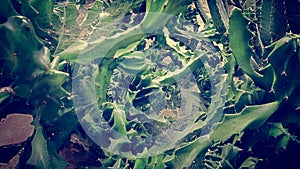 Cactus Field with Spider Webs in the Jungle