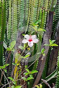 Cactus field with tropical flowers. Cactus landscape.
