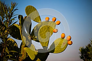 Cactus Figs on tree