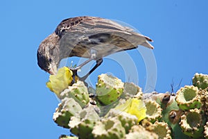 Cactus finch feeding in Galapagos islands