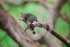 Cactus Finch