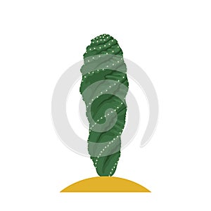 Cactus flat illustration on white background