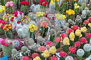 Cactus Florist