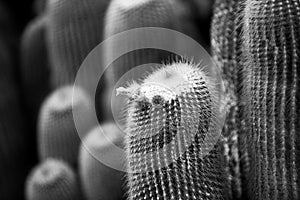 Cactus flover backdround, cacti or cactaceae pattern.