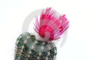 Cactus flower