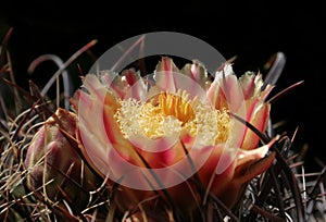 Cactus Flower