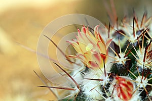 Cactus flower photo