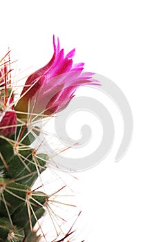 Cactus Flower photo