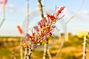 Cactus flower 2