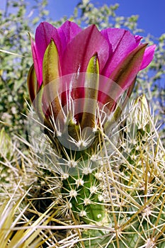 Cactus flower