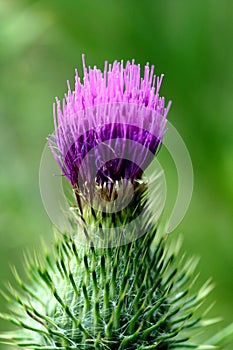 Cactus flower photo