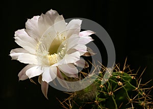 Cactus flower