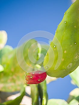 Cactus flower