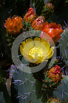 Cactus flower