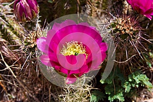 Cactus Flower