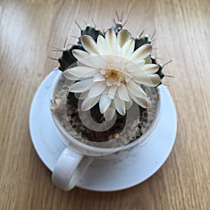 Cactus flower