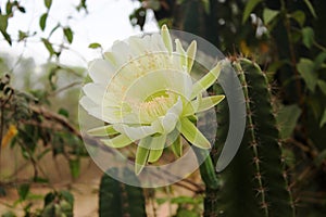 Cactus flower