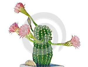 Cactus flower