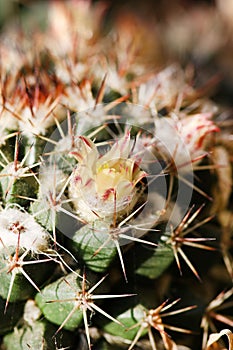 Cactus flower