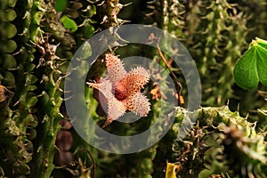 Cactus flower