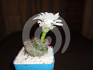 Cactus photo