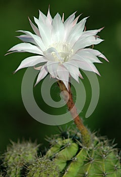 Cactus flower