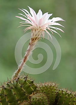 Cactus flower