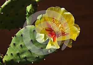 Cactus flower