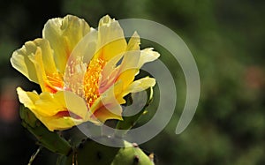 Cactus flower