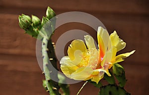 Cactus flower