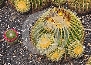 Cactus flower