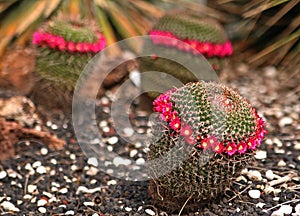 Cactus flower