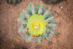 Cactus flower.