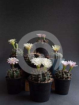 Cactus flower assorted various colours gymnocalycium and  Astrophytum cactus flower
