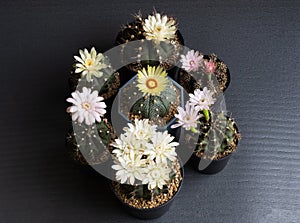 Cactus flower assorted various colours gymnocalycium and  Astrophytum cactus flower