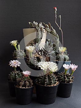 Cactus flower assorted various colours gymnocalycium and  Astrophytum cactus flower