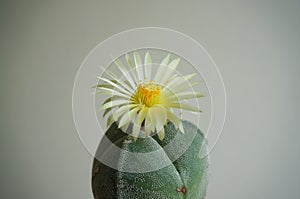 Cactus flower : Astrophytum myriostigma 3 ribs