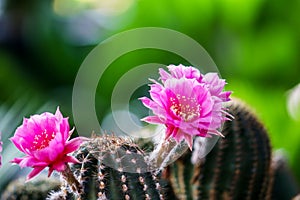 cactus flower it Beautiful