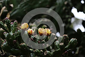 Cactus Flower ,