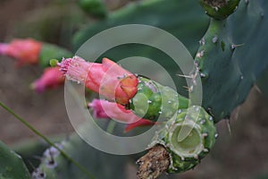 Cactus flower. photo