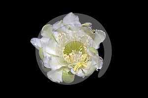 Cactus flower on a black background